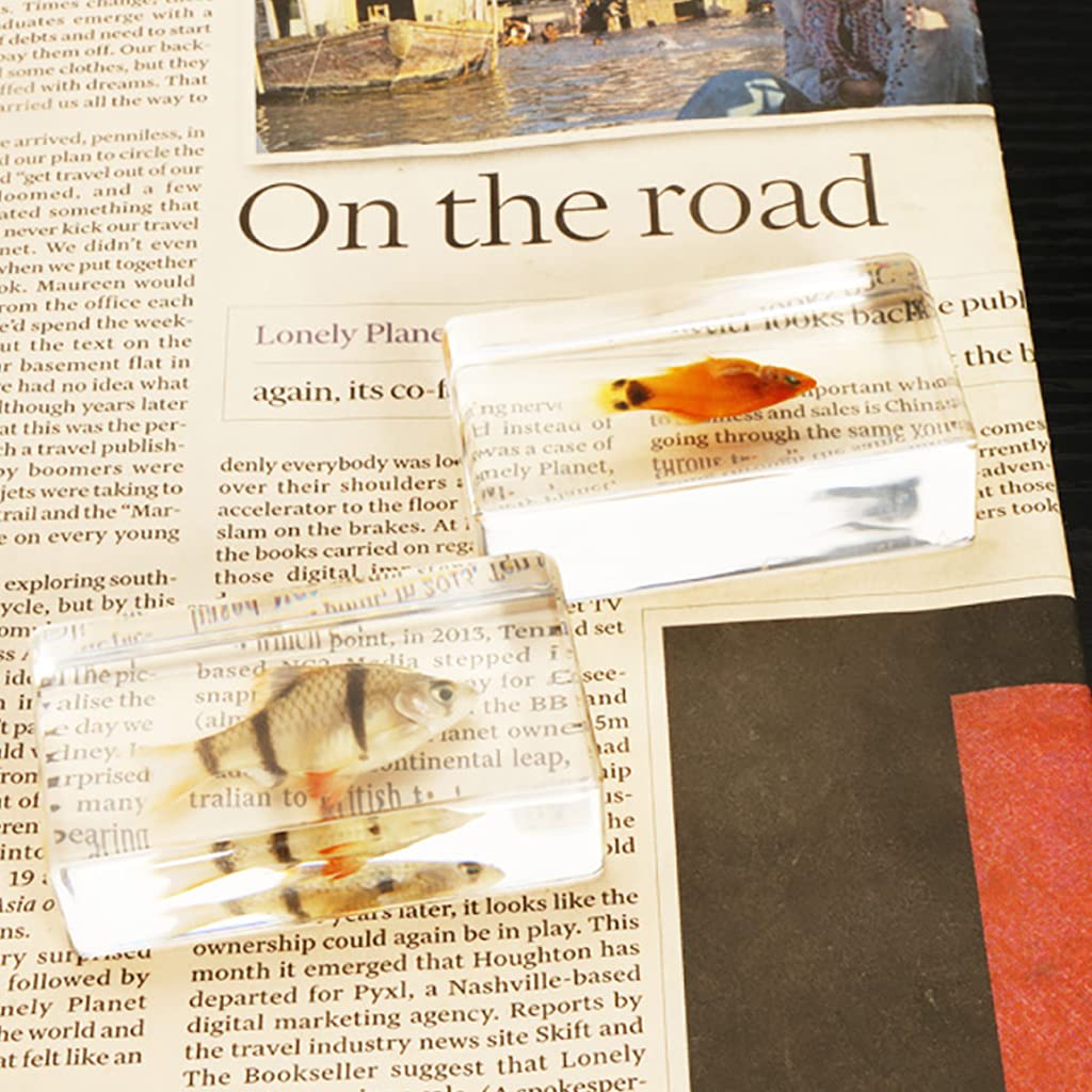 Amazon.co.jp: 昆虫樹脂標本、本物の海洋動物魚標本紙重量魚分類